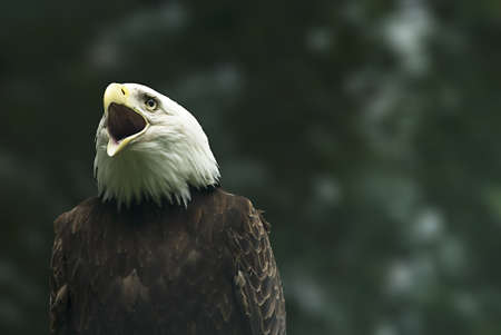 
screaming Bald Eagle (Haliaeetus leucocephalus) の写真素材