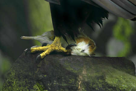 Bald Eagle (Haliaeetus leucocephalus) holding prey in its claws 