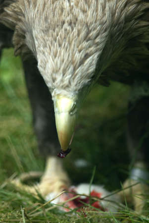 
White-tailed Sea-eagle  (Haliaeetus albicilla) feeding prey