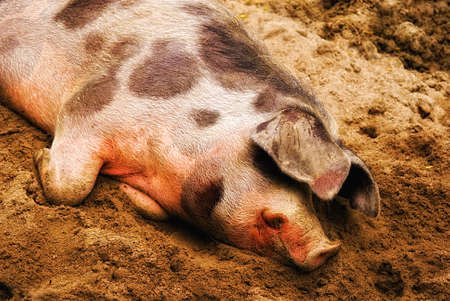 female hog (Sus scrofa domestica) sleeping in the dirtの写真素材