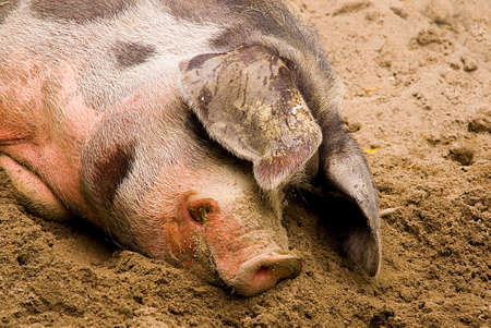 

female hog  (Sus scrofa domestica) sleeping in the dirtの写真素材