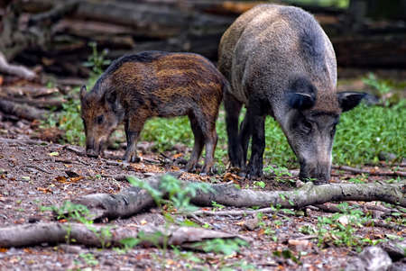two wild boars (sus scrofa) eating in the forestの写真素材