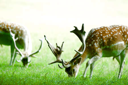 two Red deers  (Cervus elaphus) on a clearing, grazingの写真素材