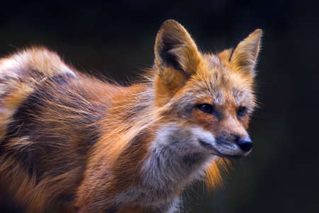 Portrait of an young red fox (vulpes vulpes)  in soft sunset light
