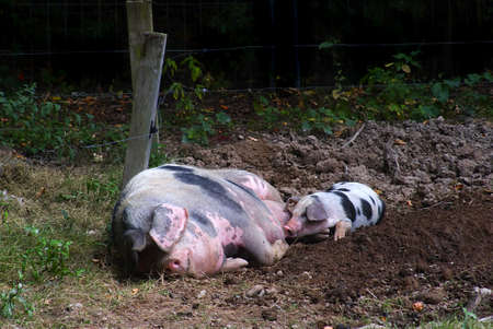 Sow (Sus scrofa domestica) lactating a piglet