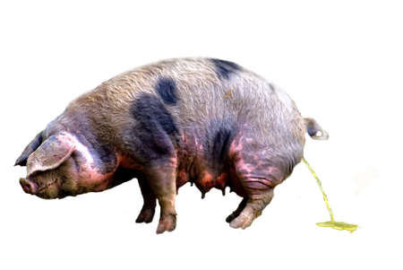 Domestic pig (Sus scrofa domestica) urinating, cut-outの写真素材