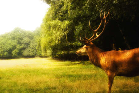 Red deer  (Cervus elaphus) on a clearenceの写真素材