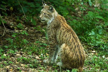 european lynx (lynx lynx) watching his surroundingの写真素材