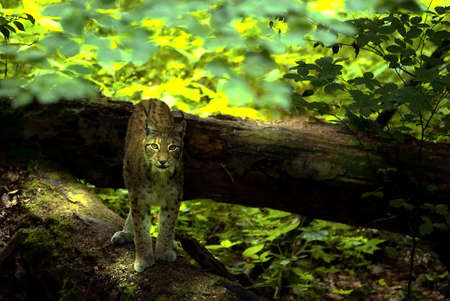 european lynx (lynx lynx)  in the woods with light spots on its faceの写真素材