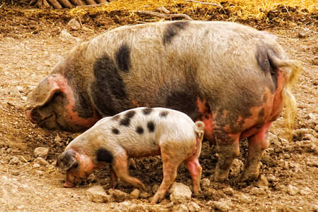 female domestic pig (Sus scrofa domestica) with piglet feeding togetherの写真素材