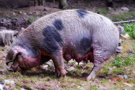 female domestic pig (Sus scrofa domestica) feedingの写真素材