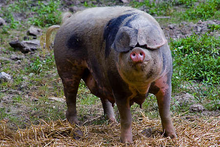 female domestic pig (Sus scrofa domestica)の写真素材