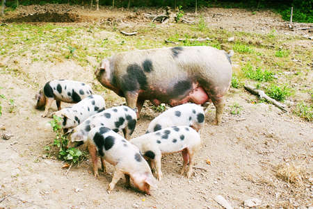 Hog (Sus scrofa domestica) with six piglets feedingの写真素材