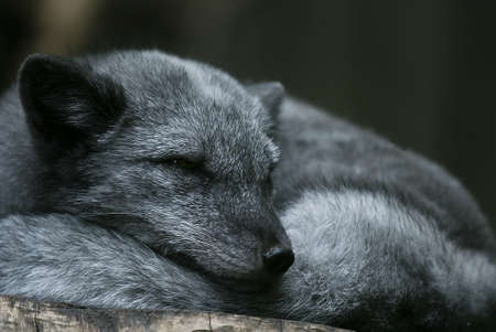 young arctic fox (Alopex lagopus) sleepingの写真素材