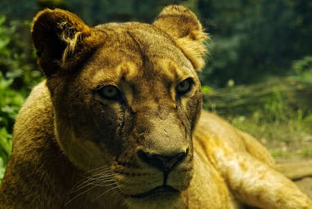 female Lion (panthera leo) lyingの写真素材