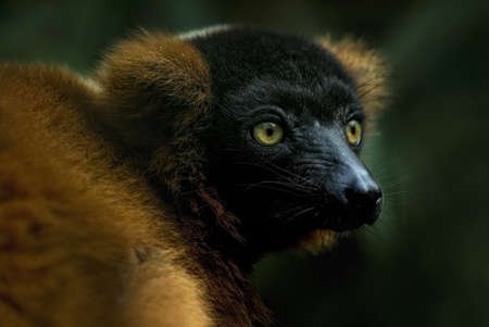 Red Ruffed Lemur (Varecia rubra)の写真素材