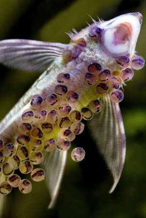 
clutch of the long- or sailfin whiptail catfish (sturisoma festivum) a short time before eclosion, guarded by the maleの写真素材