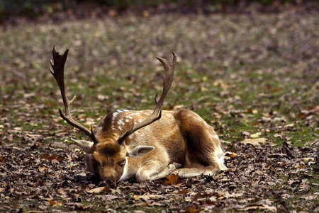 Red deer (Cervus elaphus) resting  on a clearenceの写真素材