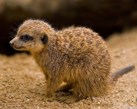 Portrait of a Dwarf Mongoose (Helogale parvula)の写真素材