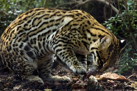 
feeding Ocelot (Leoparus pardalis)
の写真素材