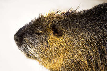 
Portrait of a Nutria (Myocastor coypus), cut-outの写真素材