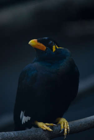 
 Common Hill Myna (Gracula religiosa) on a branchの写真素材