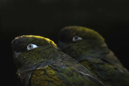 couple of Burrowing Parrots (Cyanoliseus patagonus)の写真素材