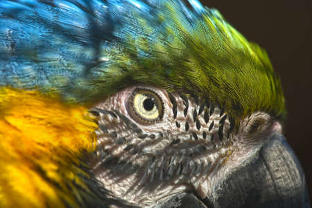 
Portrait of a Blue-and-yellow Macaw (Ara ararauna)の写真素材