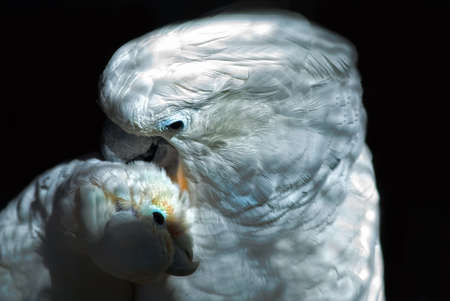 
The African Grey Parrot (Psittacus erithacus), mutual plumage careの写真素材
