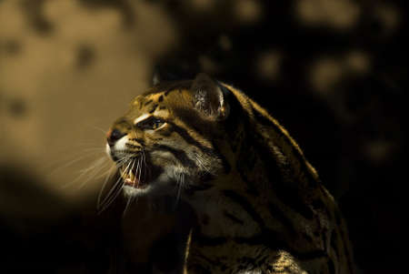 Portrait of an Ocelot (Leoparus pardalis)の写真素材