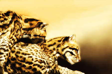 
Ocelot couple (Leoparus pardalis) shortly bevor mating
の写真素材