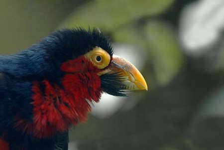 Bearded Barbet (Lybius dubius) sidefacedの写真素材