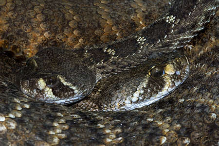 two twisted western diamondback rattlesnakes (Crotalus atrox)の写真素材