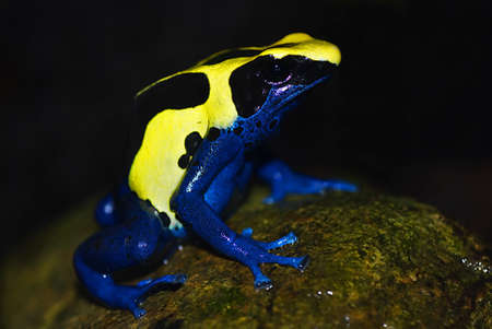 
dyeing dart frog (Dendrobates tinctorius) sitting on a stone in front of a dark backgroundの写真素材