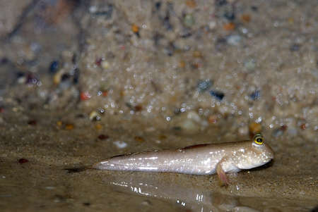 
Mudskipper (Periophthalmus) in flat water