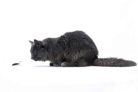 
cut-out of a lurking Main Coon Cat in front of a bug