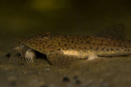 
Portrait of a Giant whiptail catfish (pseudohemiodon laticeps) の写真素材