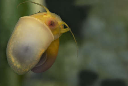 
close-up pf a grown up Yellow Apple Snail (Pomacea bridgesi)の写真素材