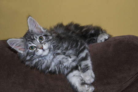 Maine Coon Kitten lying on a Sofaの写真素材