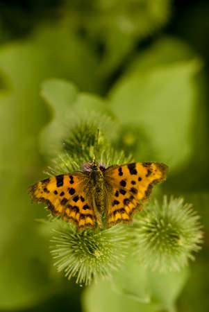 Comma (Polygonia c-album) on a thistleの写真素材