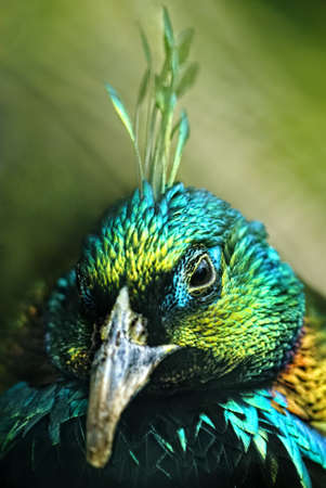 

male Himalayan Monal (Lophophorus impejanus), also called Impeyan Pheasant or Danphe  の写真素材