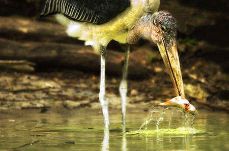 Marabou Stork (Leptoptilos crumeniferus) fishingの写真素材