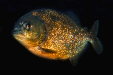 

Red-bellied piranha (Pygocentrus nattereri) isolated in front of black backgroundの写真素材