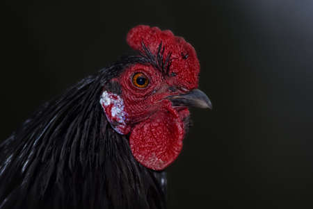 portrait of a black cock (gallus)の写真素材