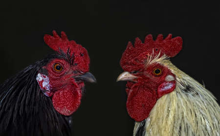 two cocks confronting each otherの写真素材