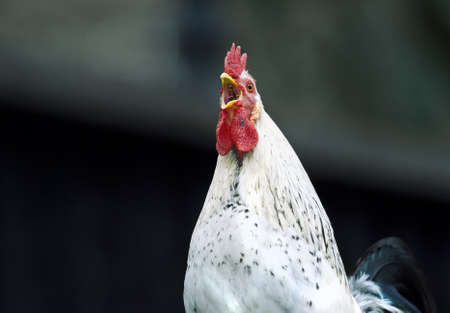 portrait of a carking white cock (gallus)の写真素材