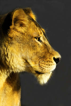 female Lion (panthera leo)の写真素材