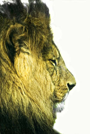 male Lion Head (panthera leo), cut outの写真素材