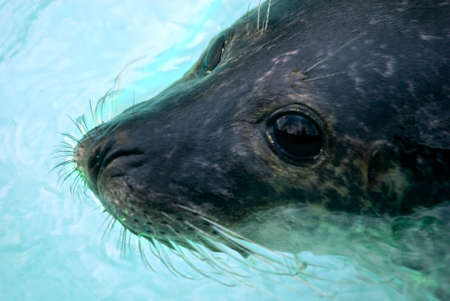 sea lion (Otarriinae) swimmingの写真素材