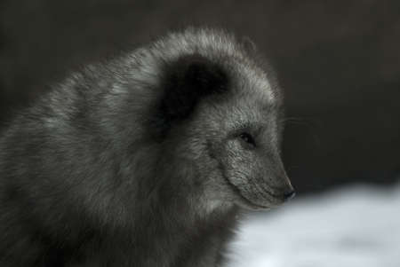 arctic fox (Alopex lagopus)の写真素材